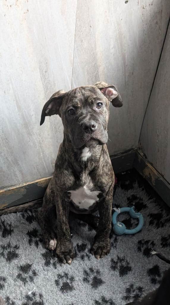 Female Cane corso puppies 