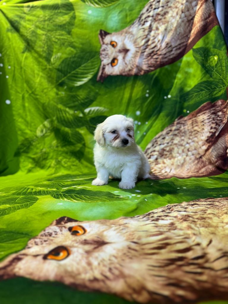 Bichon maltese