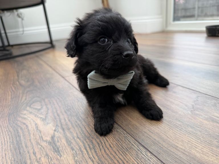 A beautiful toy cockapoo puppy boy 