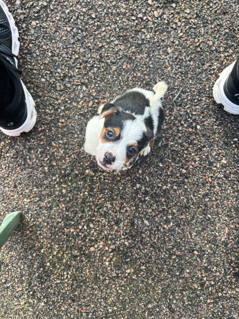 Jack Russel puppie 