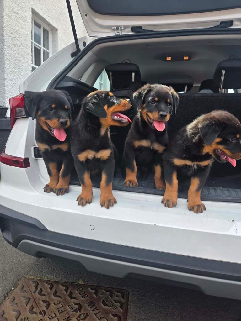 Champion bloodline German Rottweiler’s KC reg fully health checked !
