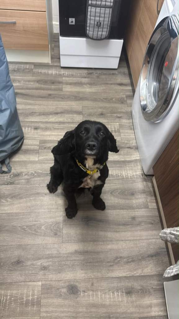 Cocker Spaniel 