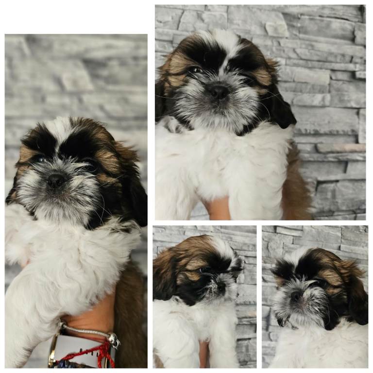 Shih tzu puppies