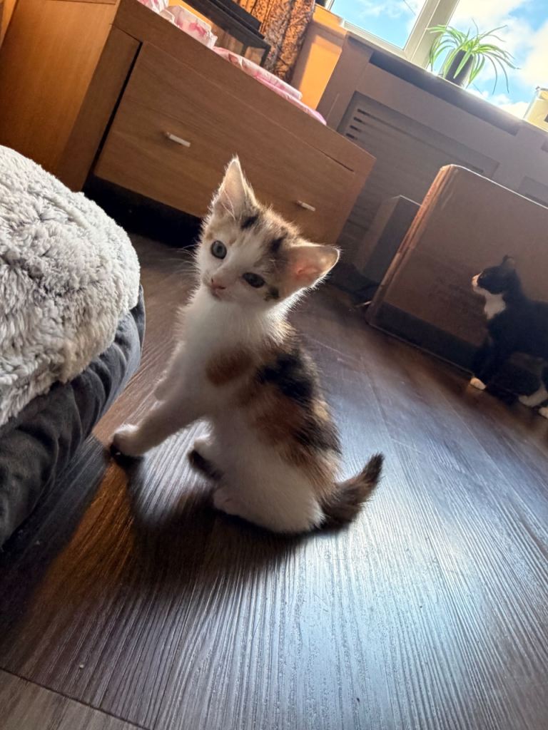 Kittens needing homes asap 🩷💙