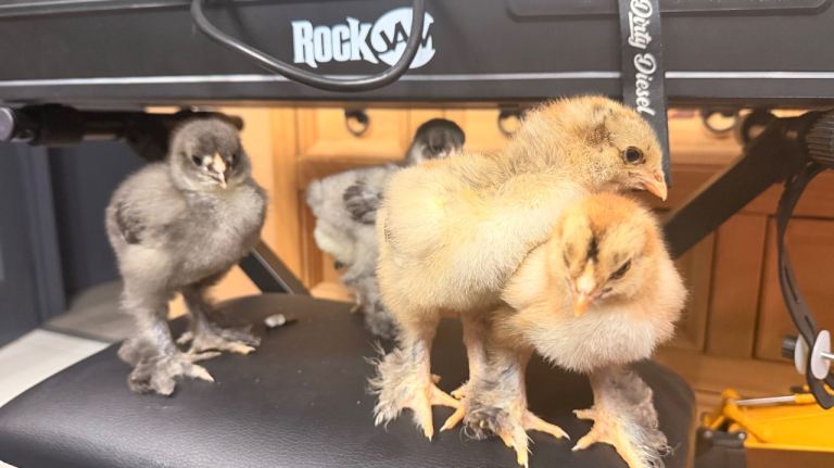 Brahma chicks 