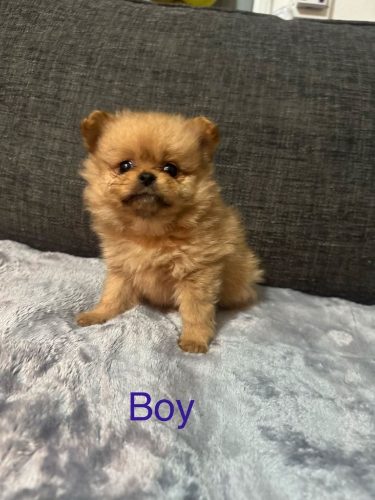 Pomchi puppy 