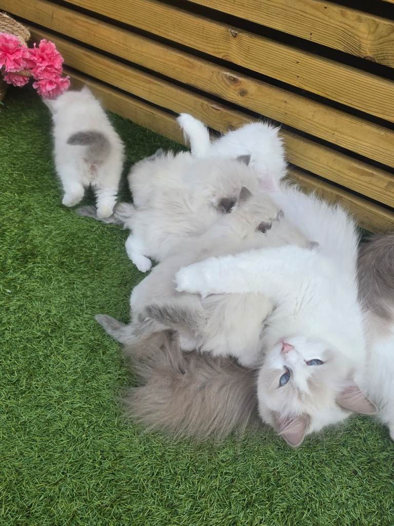 Ragdoll Pedigree kittens