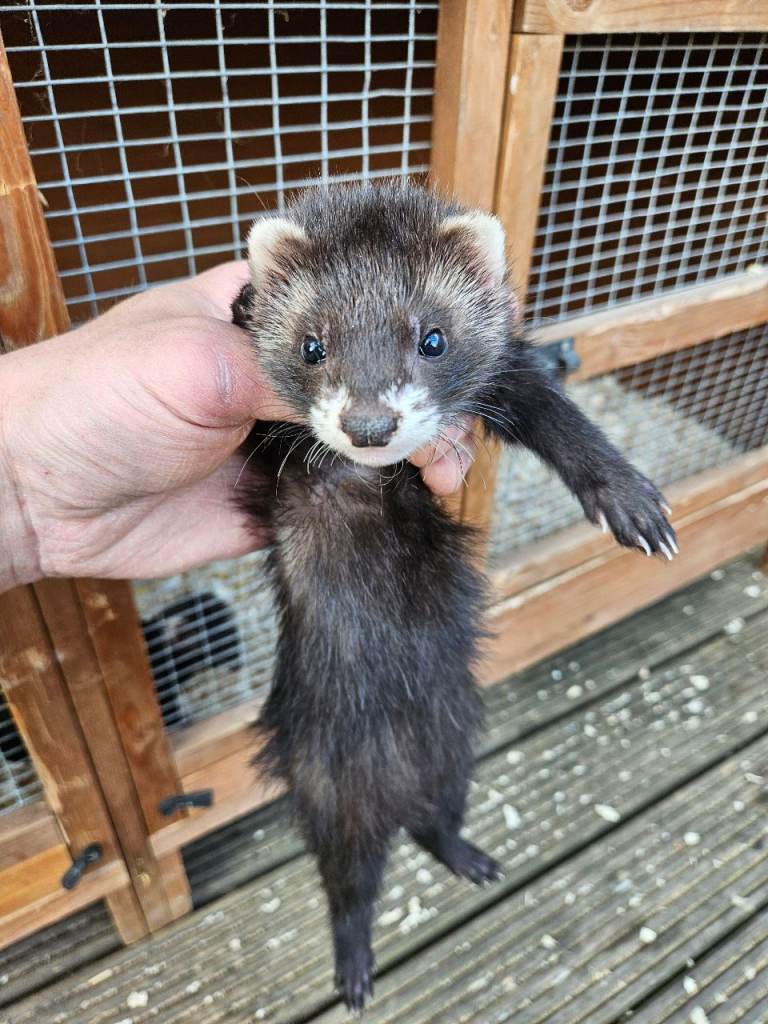 Eu polecat/ ferret 