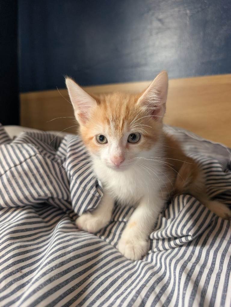 8 week old kittens ready to leave 