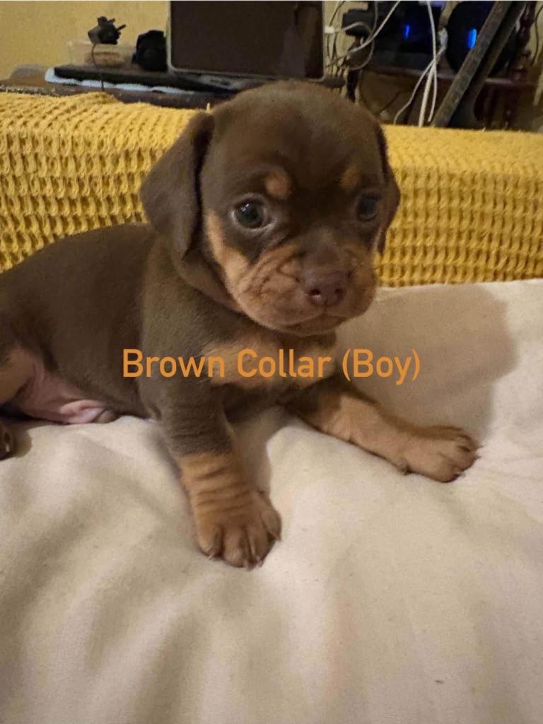 Cross breed Pug and dachshund Puppies for sale - £650