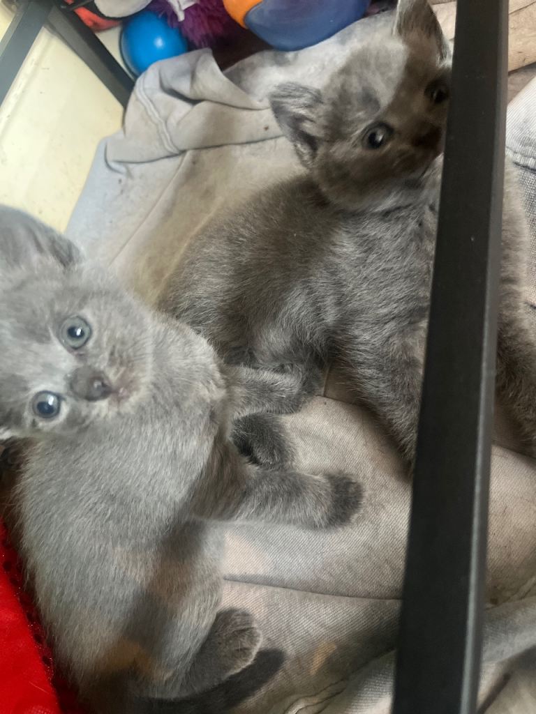 Grey/russian blue kittens