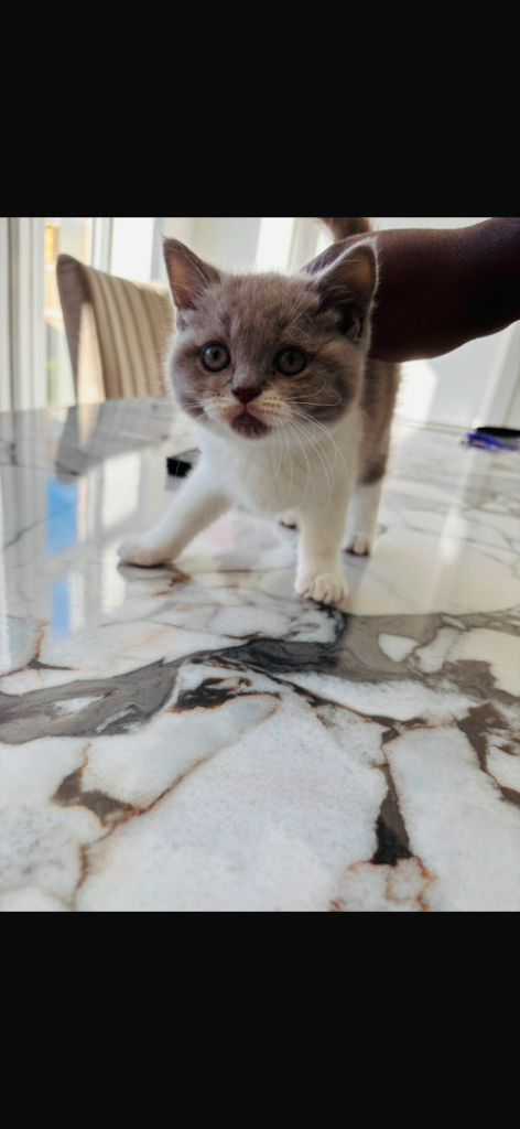 10 week old short haired British kitten 