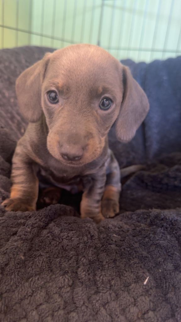 Dachshund 