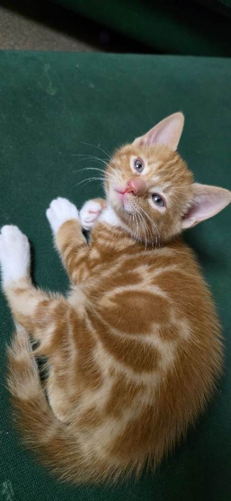 Adorable Kitten Looking for a New Home