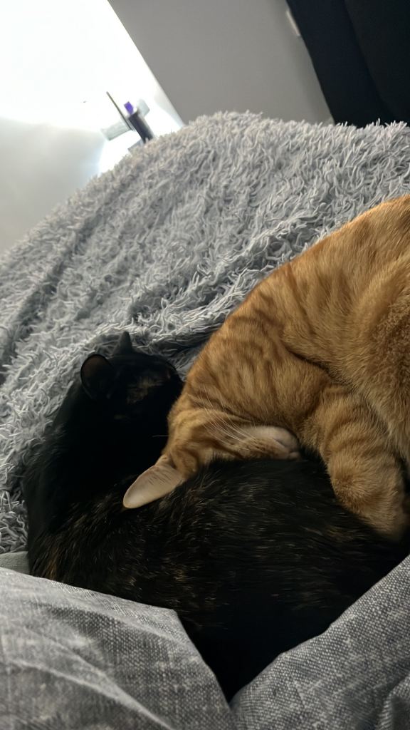 Two Cats For Loving Home