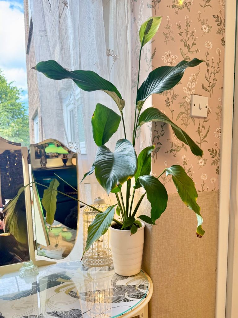 Healthy Peace Lily Plant in White Pot