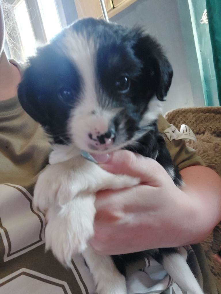 8 week old puppies 
