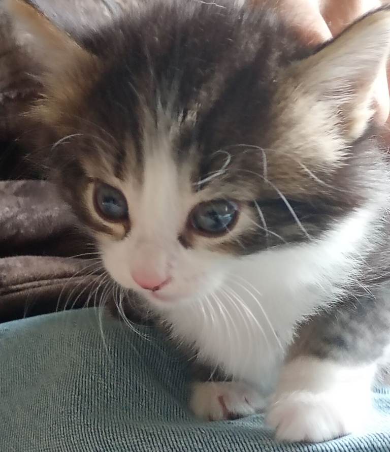 Kittens 
