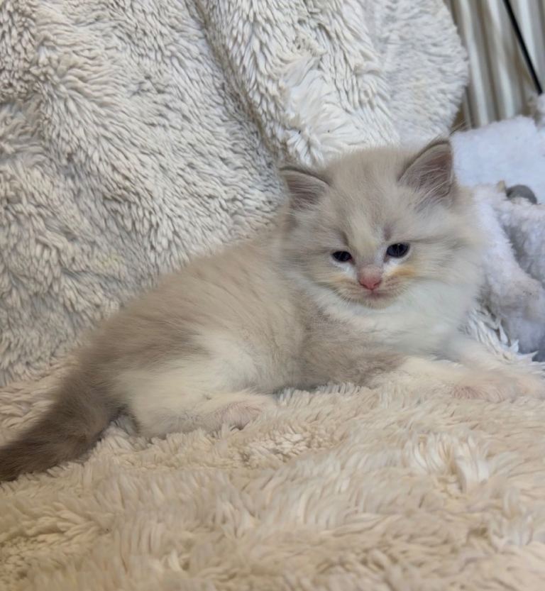European Ragdolls Blue Bi colour 