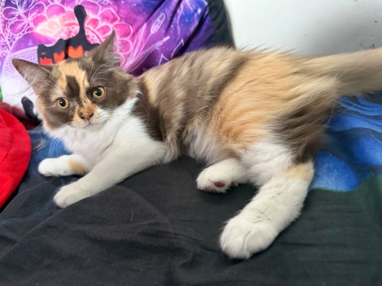 Available now 😻Pedigree British Longhair chocolate tortie girl 😻TICA registred