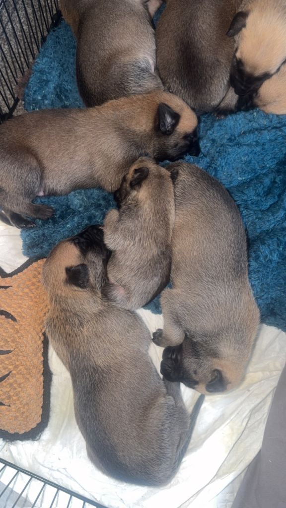 Greyhound/ Belgian malinois puppys