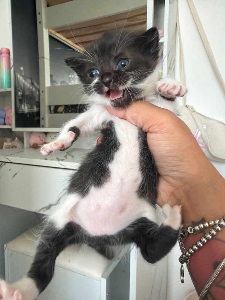 Kittens 