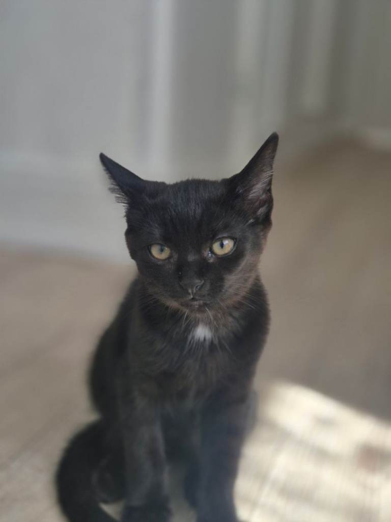 Mixed Bombay Kitten for Sale