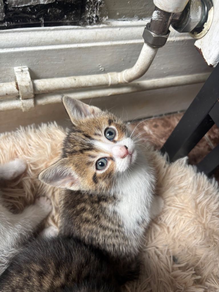 Kittens 