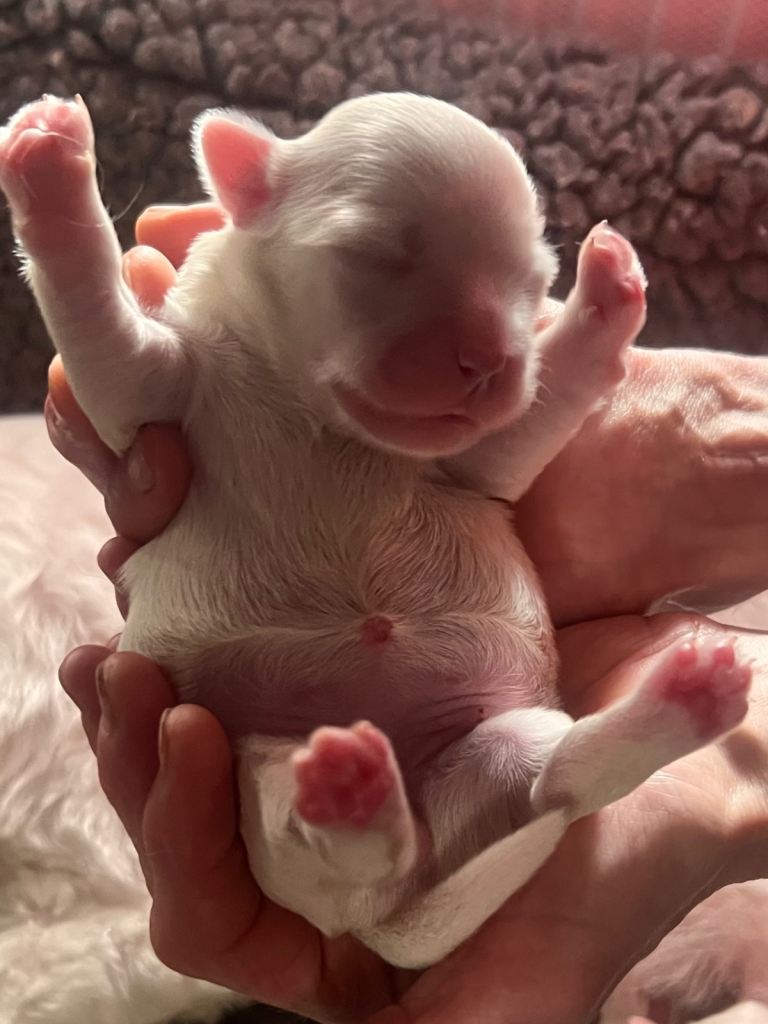 MALSHI PUPS! (Maltese / Shitzhu crossbreed)