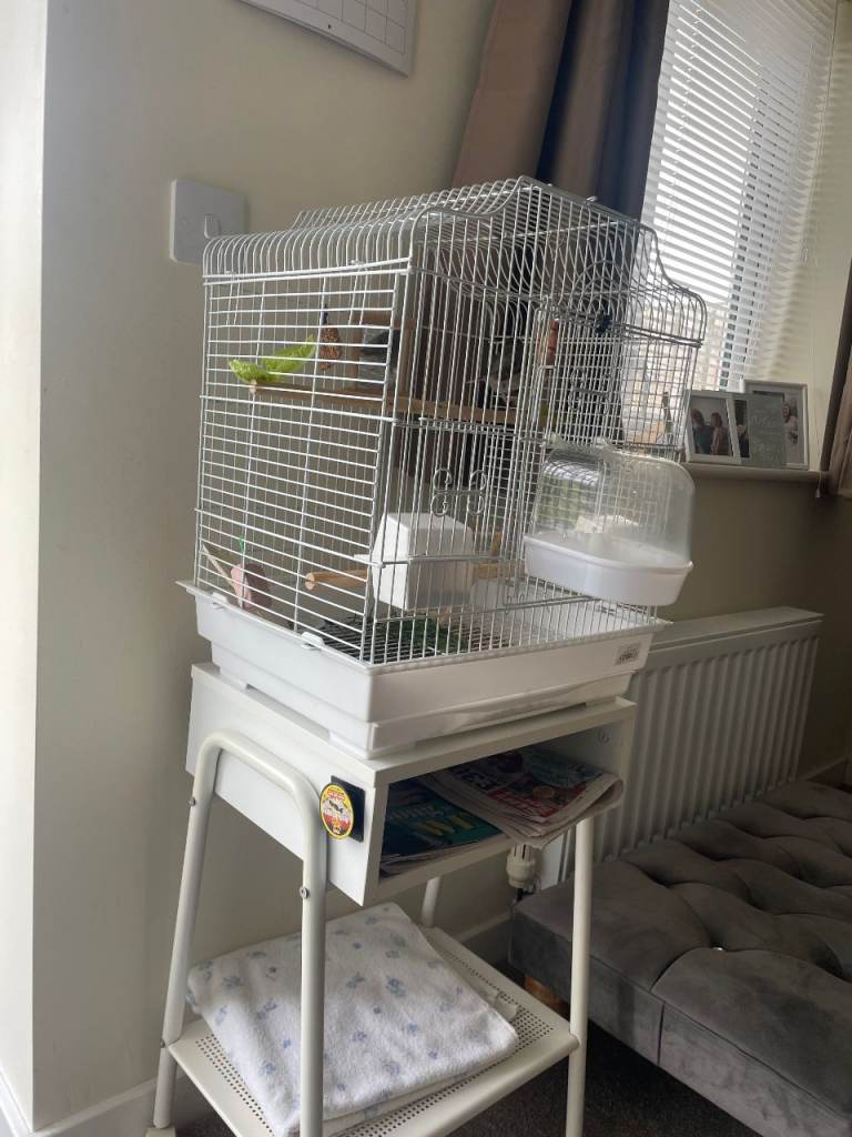 A male Canary approx.