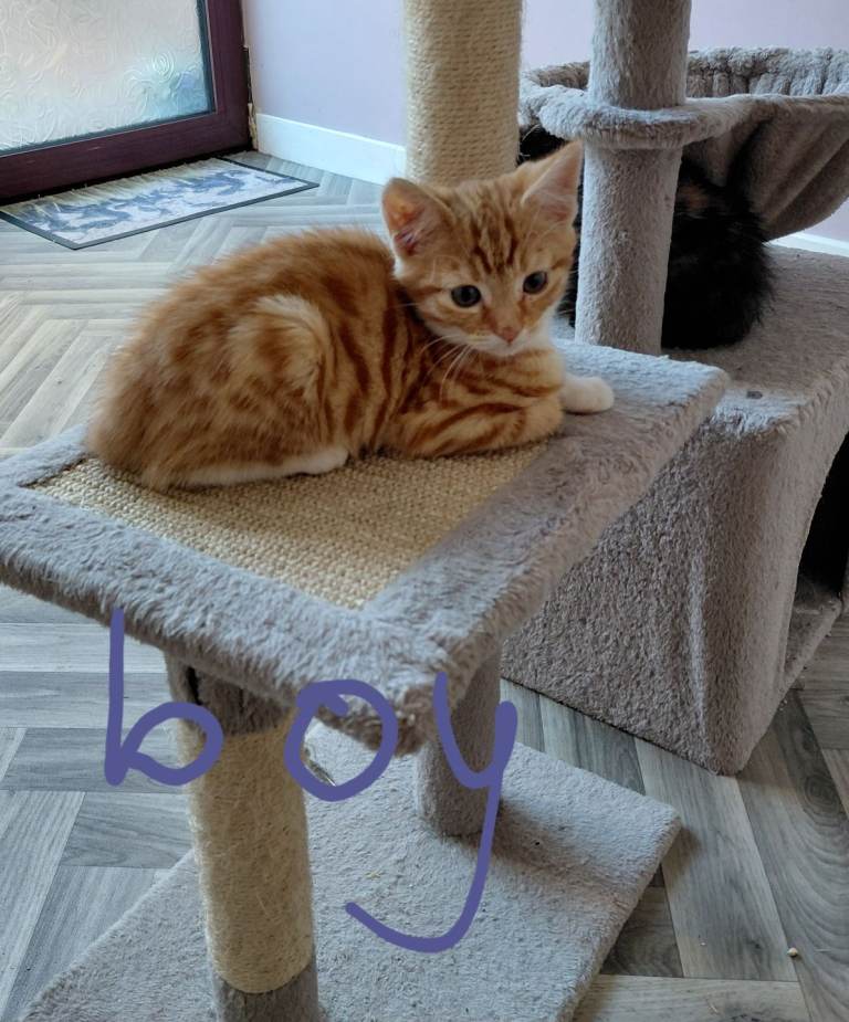 Kittens