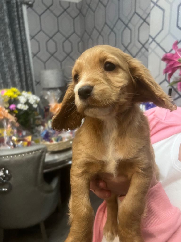 Cocker Spaniel Pups Mum & Dad 5 th generation pedigree