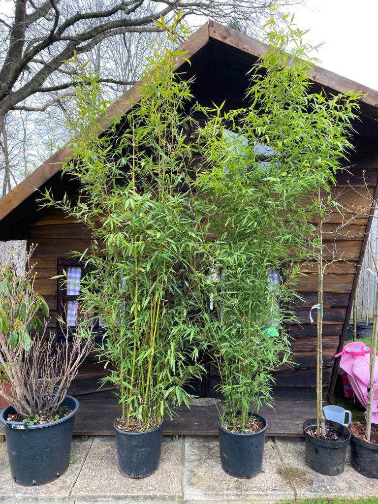 Golden Stemmed Bamboos Left over from a Project. Quick Collection Needed