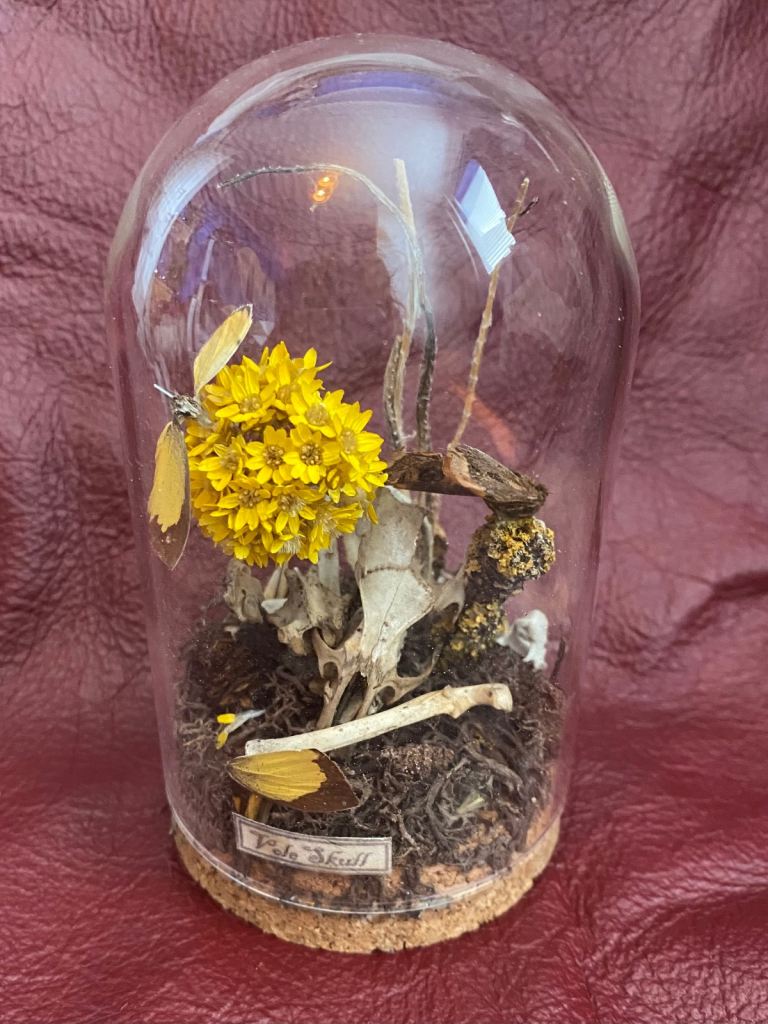 Unique Vole Skull and Butterfly / MothDisplay Under Glass Dome