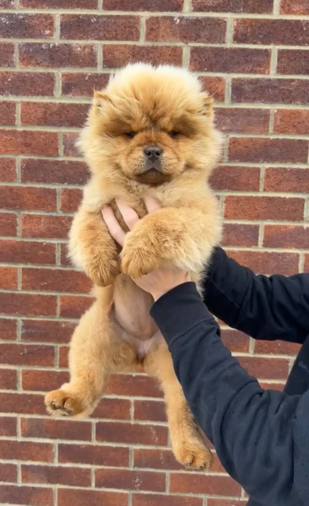 One chocolate girl chow chow puppy 
