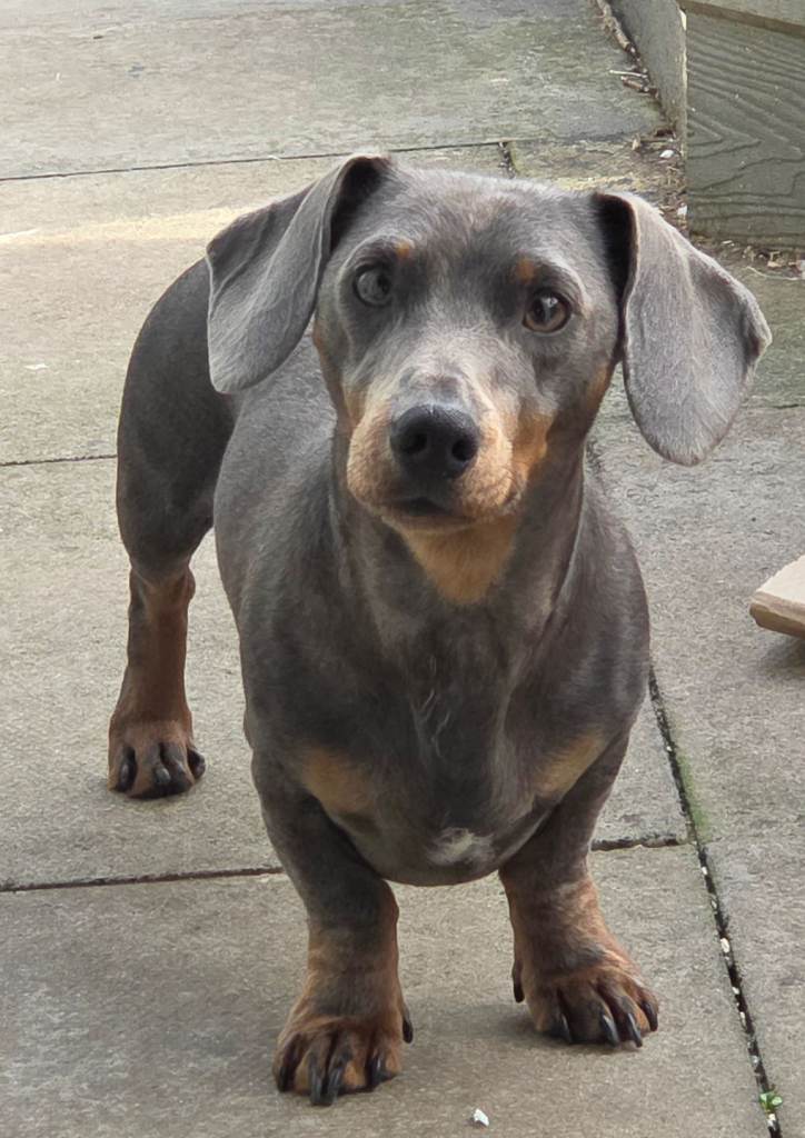 Miniature dachshunds for Adoption 