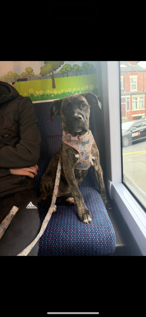 Last Reduction! nova 