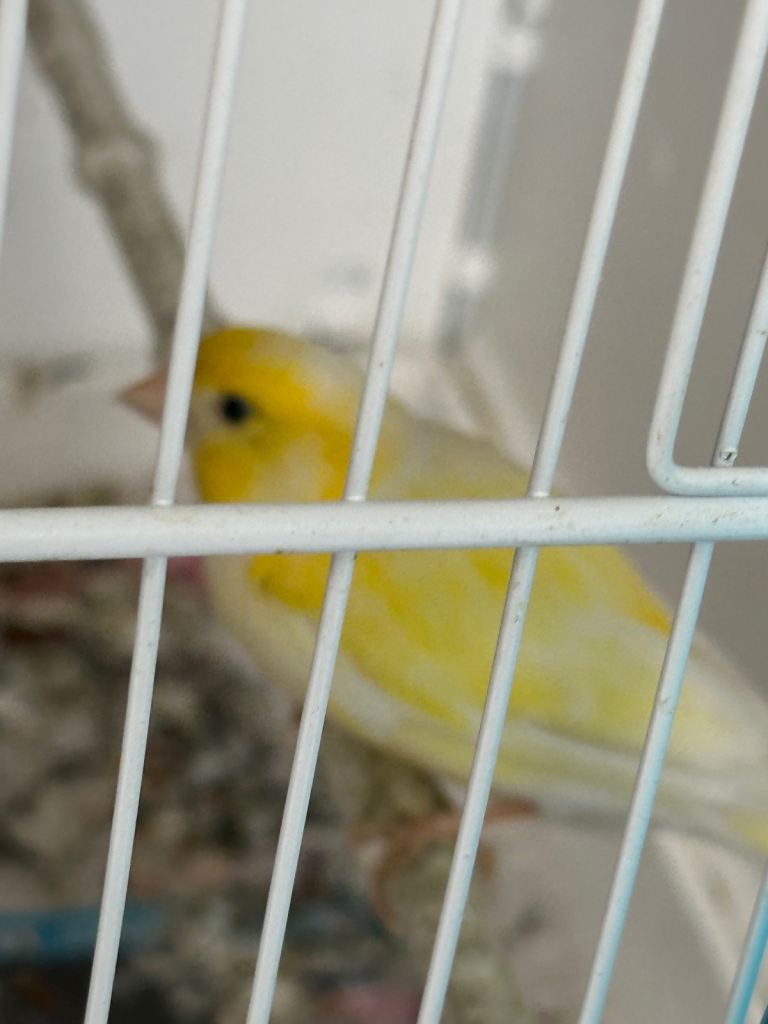 Canaries 