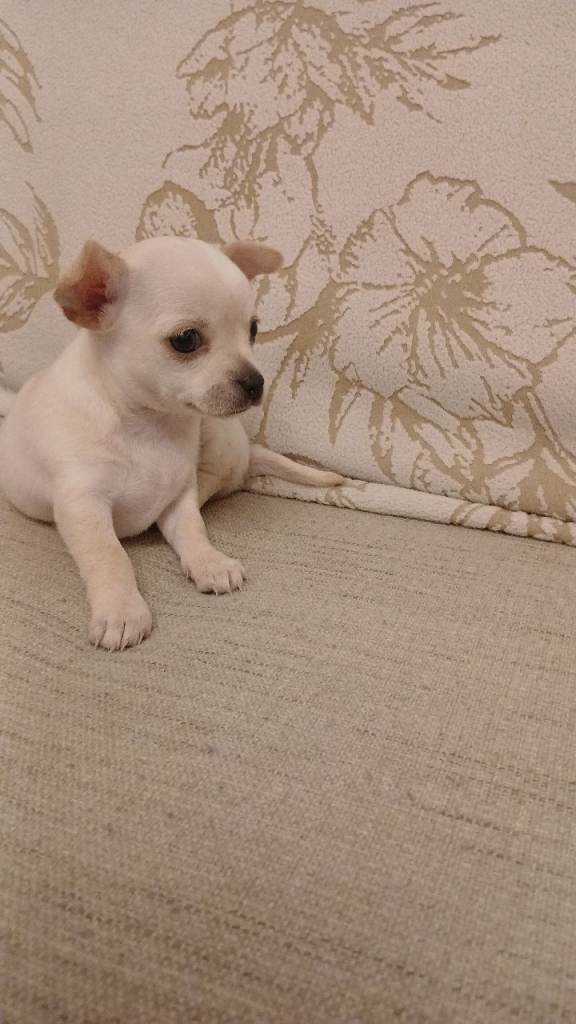 Chihuahua Puppies for Sale 🐾 beautiful Chihuahua puppies available  1 boy.