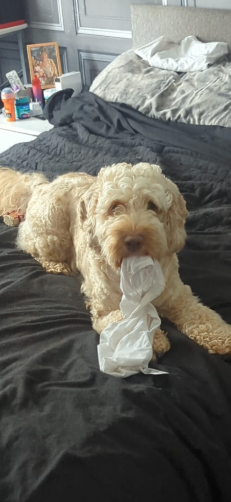 Cockapoo