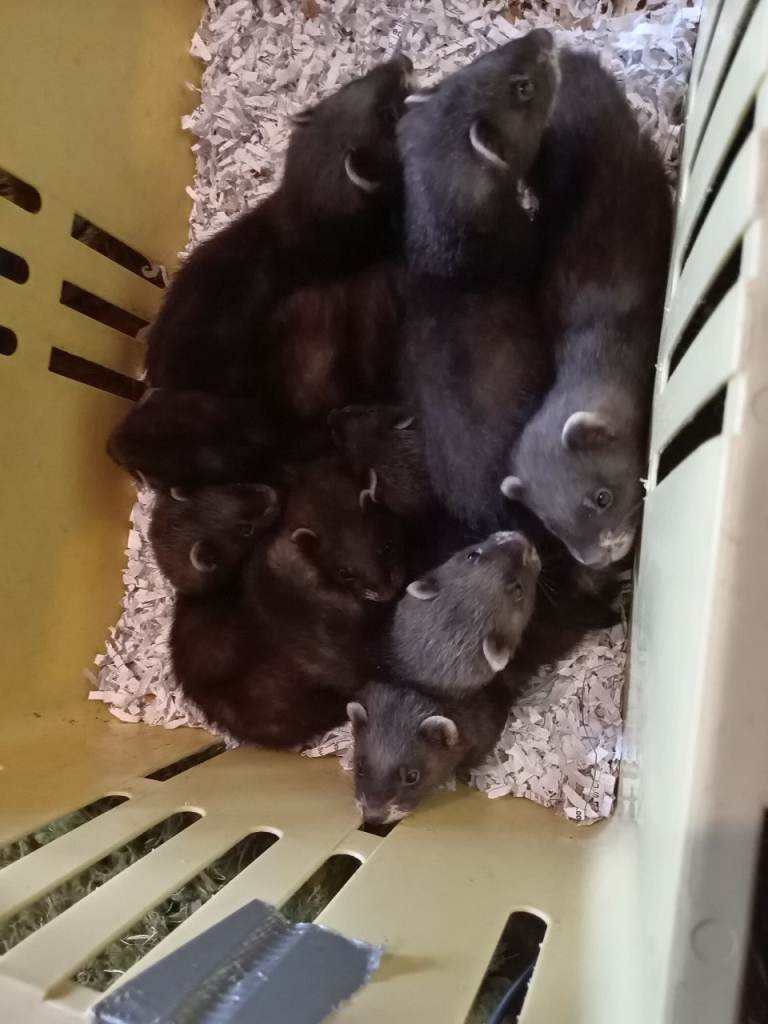 Black ferrets