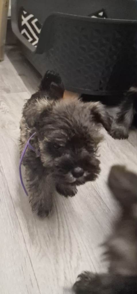 Mini Schnauzer 