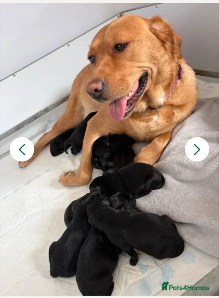 Black Labrador puppies