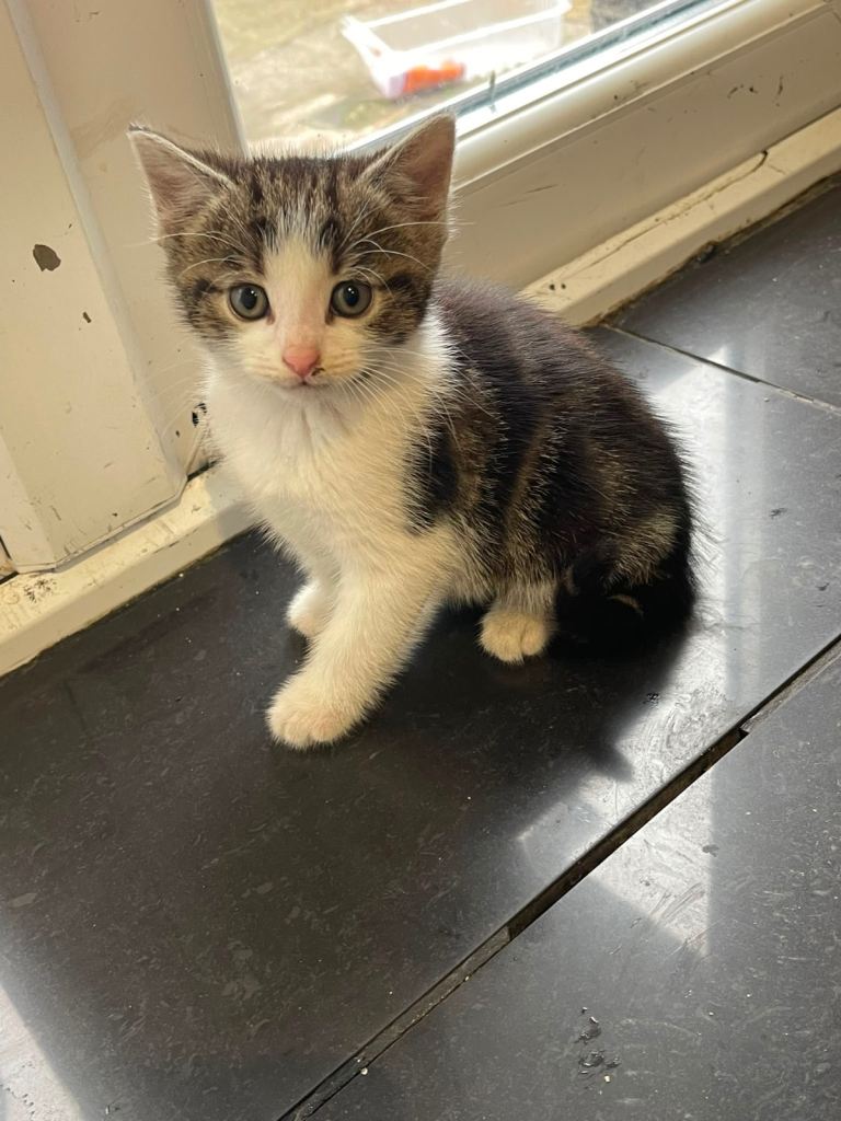 Beautiful Kittens Looking for Loving Homes 🐱