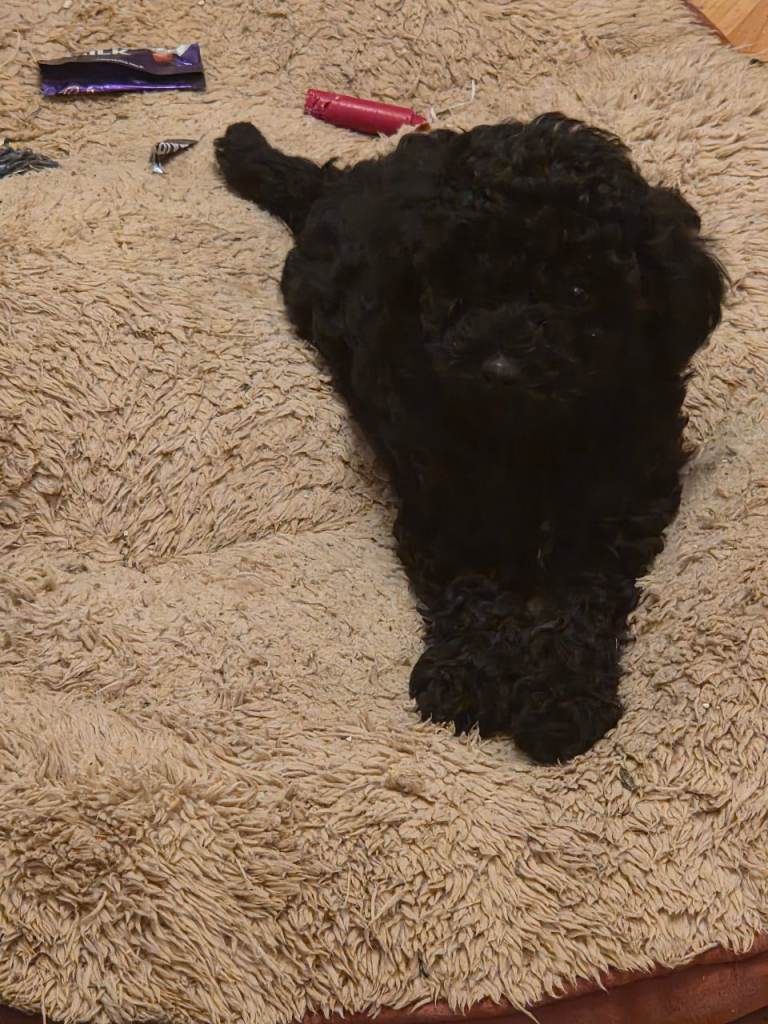 Kc reg toy poodle 