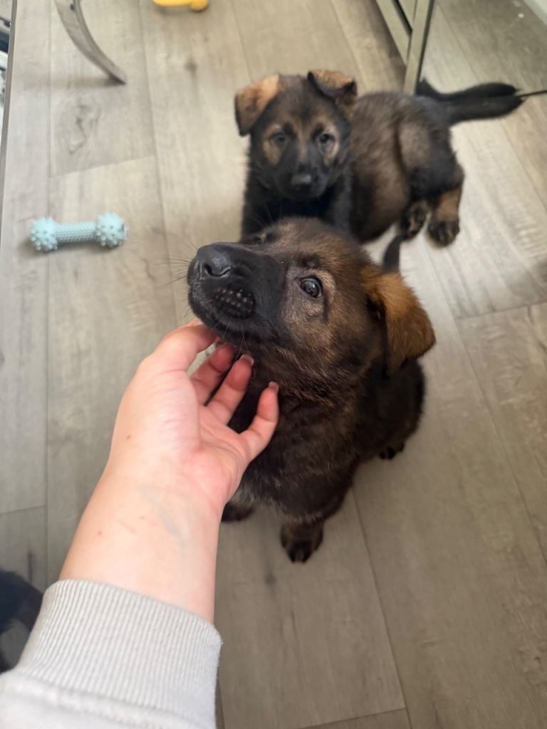 2 kc registered boys German shepherd available 