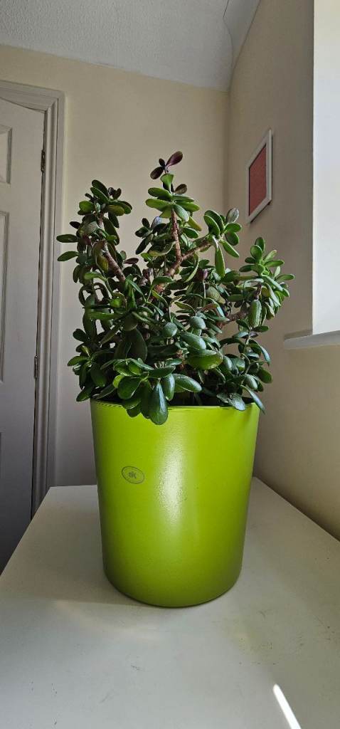 Tall, Mature Jade Plant (Money Tree) - About 7 Years Old - 65cm Tall with Pot