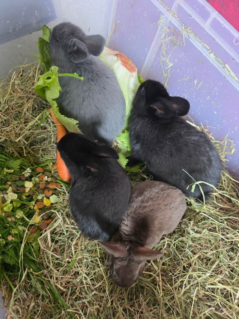 Rabbits