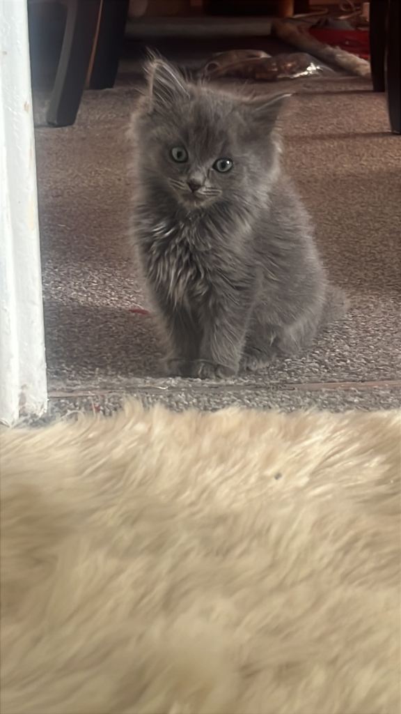 Persian kittens 