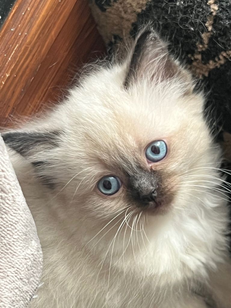 Ragdoll Kittens ready 28th Feb at 8 weeks 